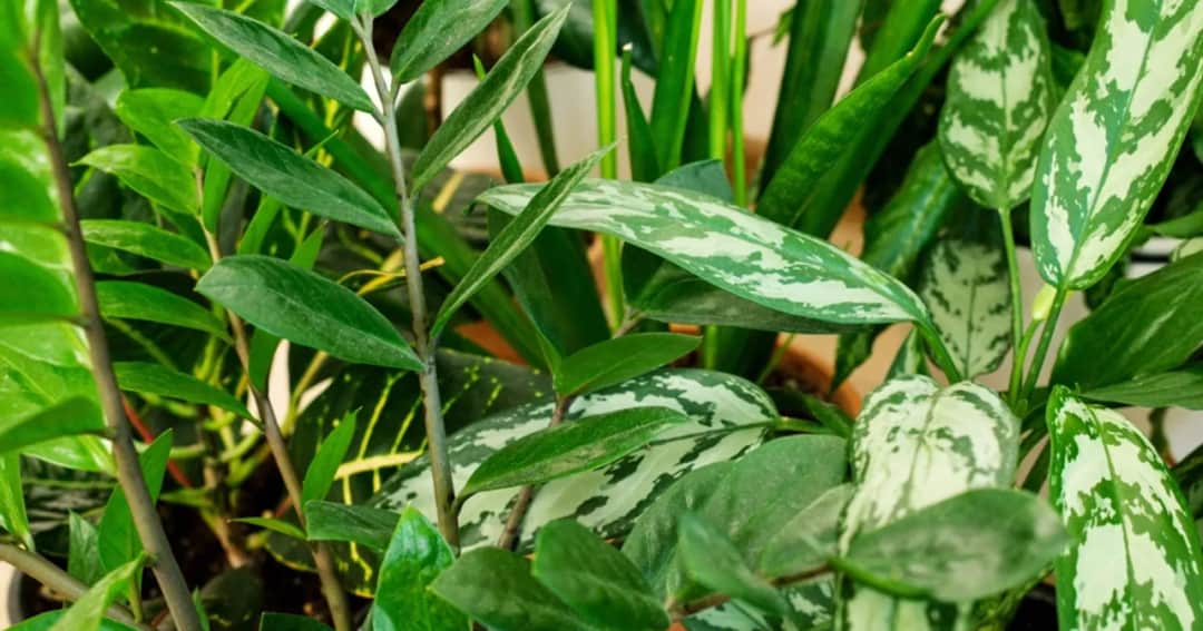 Kwiaty, których nie należy trzymać w sypialni - lista i powody